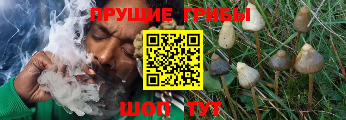 Галлюциногенные грибы прущие грибы  Вход с VPN  Родники 